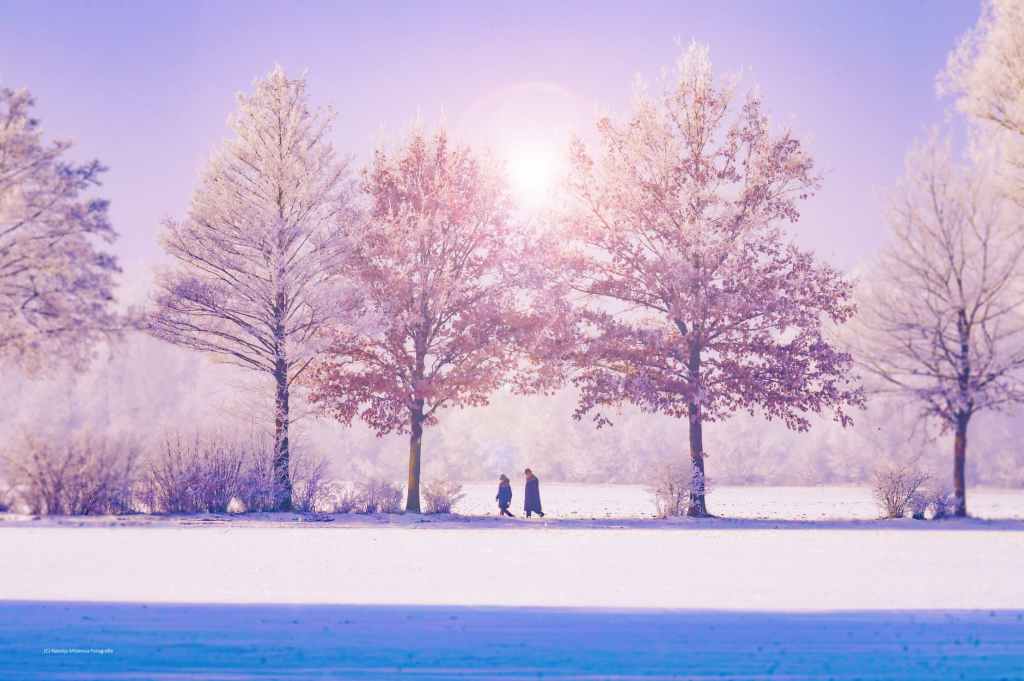 trees by lake against sky during winter
